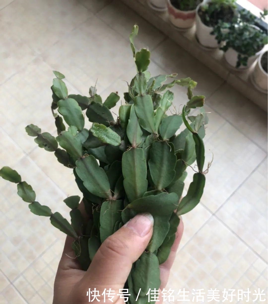 8种花夏天太容易死,现在赶紧扦插,死了也不心疼