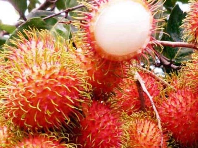 红毛丹|女人若患有炎症,4种食物坚持吃,抑菌消炎,炎症或不来扰