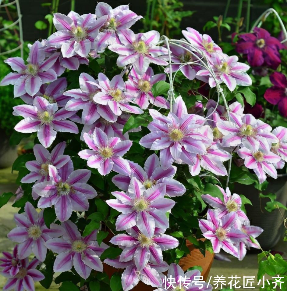 好多人喜欢养铁线莲，教你“爆花”小秘诀，一定不能“太抠”