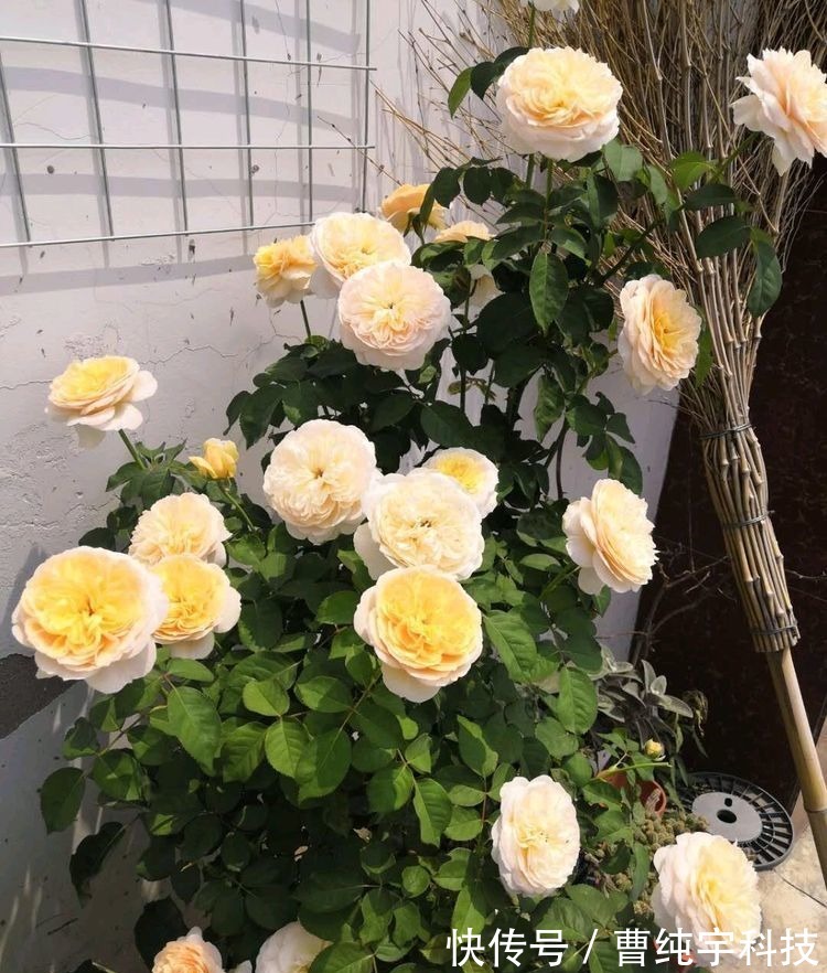 喜欢菊花，不如养盆菊中珍品百日菊，开花爆成花海，越看越美