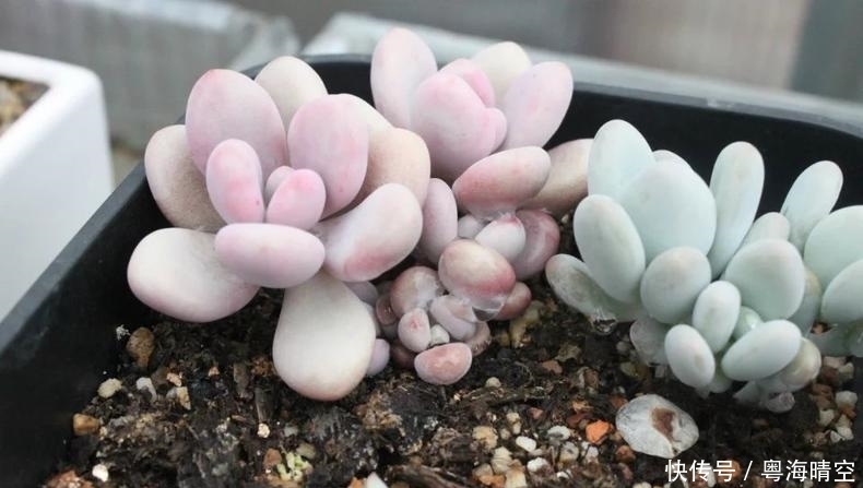 姜还是老的辣,我已被老妈养的多肉秒杀!