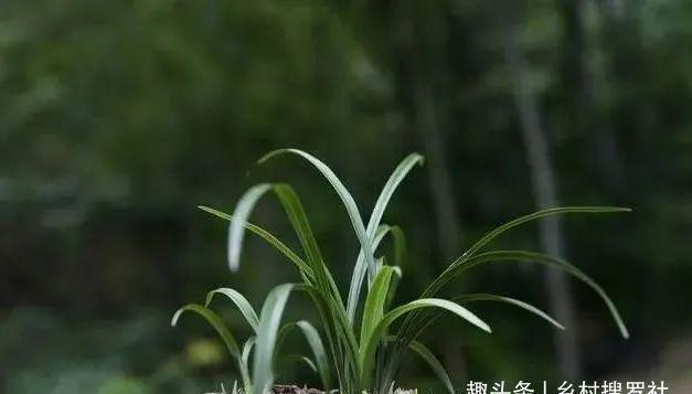 兰花通风的真正作用，烂根、腐苗、花苞霉变，都与之有关