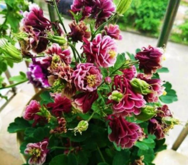 长春花喜光|4种花生命力超顽强，给点水就疯长，开花爆盆很简单