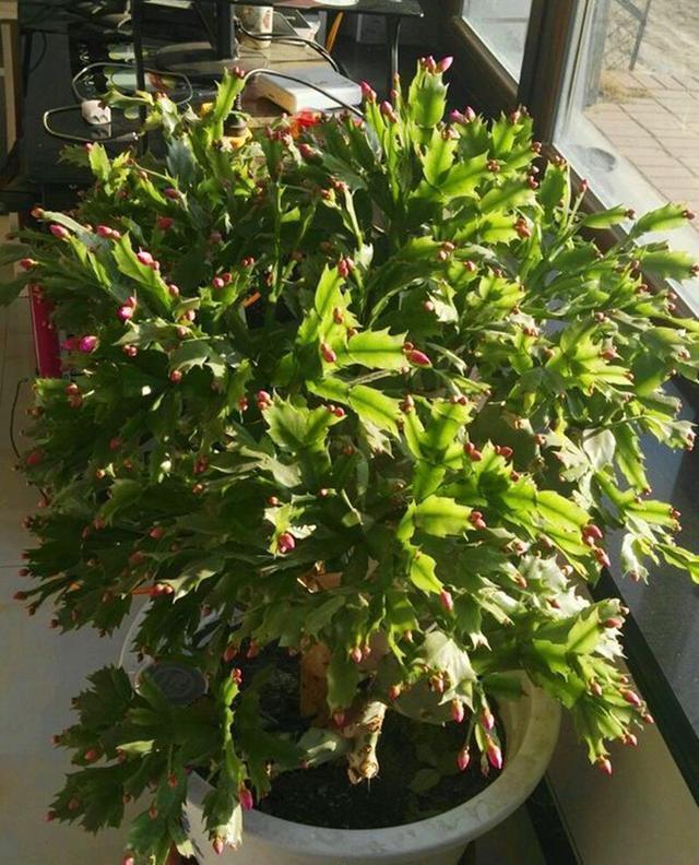 花朵|秋季养“蟹爪兰”，10天浇1碗肥水，开花多3倍，花朵大、花色艳