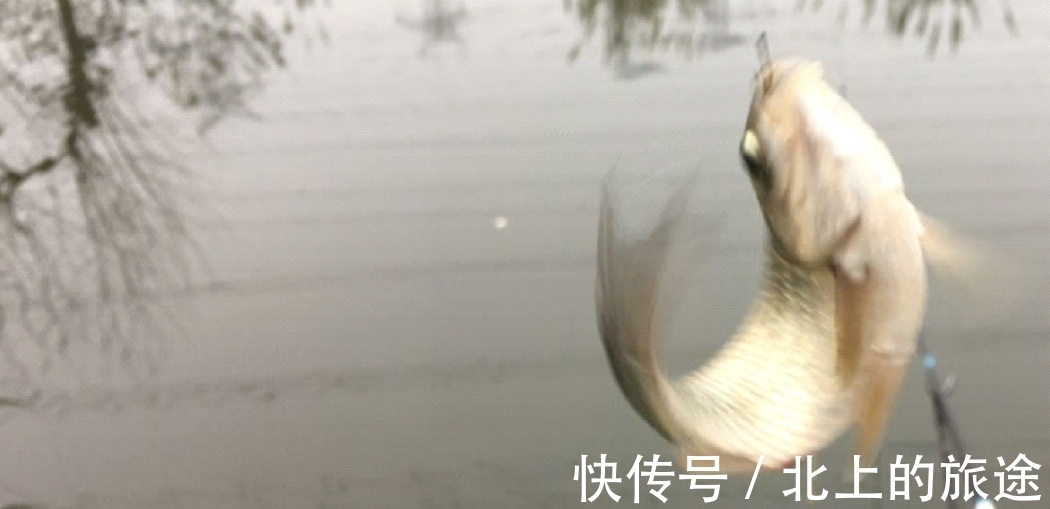 冬季钓鱼发窝慢,关键是方法要用对,快速发窝方法!