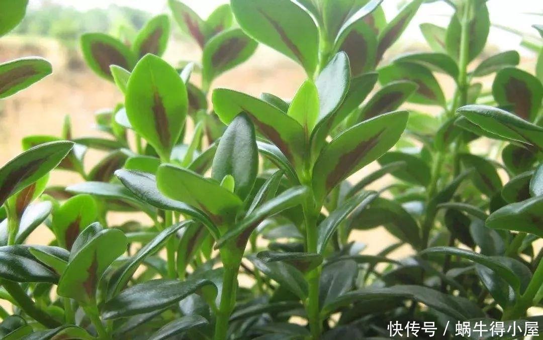 金鱼吊兰怎么养爆盆?学会关键5点