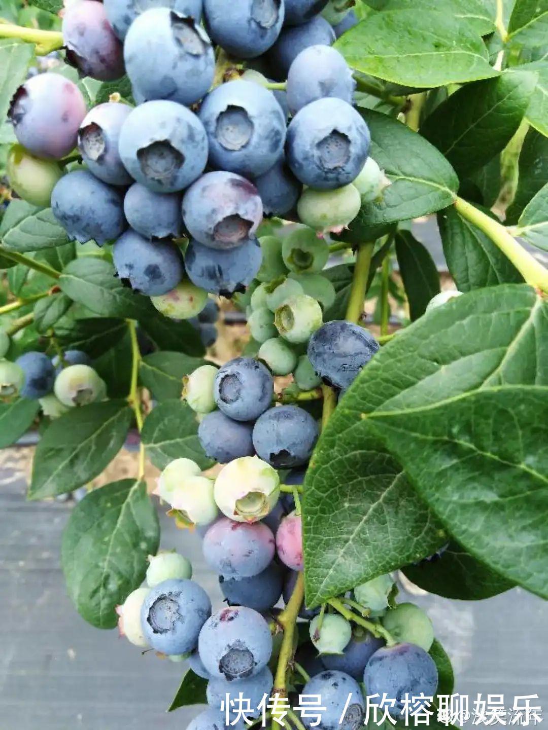 花花|大粗杆插土里,7天生根,当年结果压弯枝,不用买水果了!