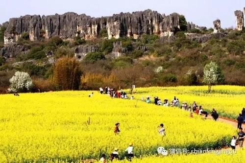 春光无限好，花艳景美岂能错过！