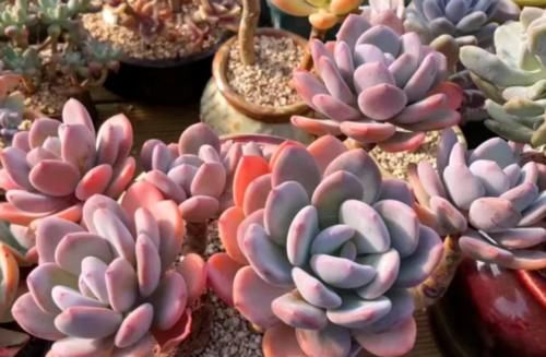 你以为灰姑娘只存在于童话里？大错特错，多肉植物中也有灰姑娘