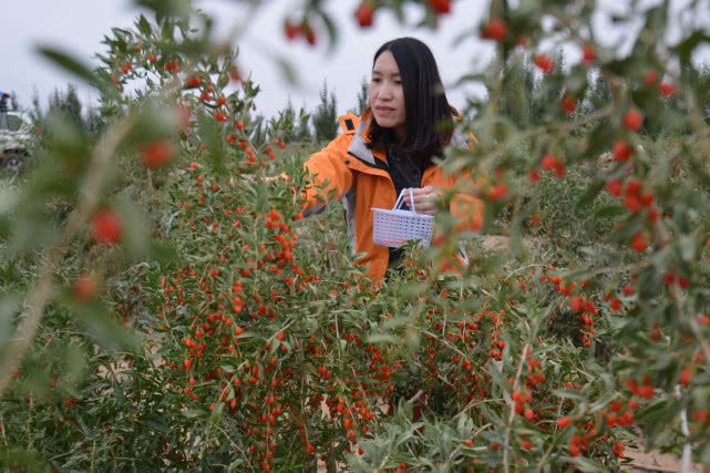 泡酒|还在用枸杞泡水喝?枸杞的这几种吃法,效果可能会翻倍