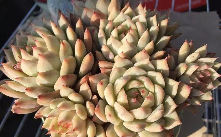 多肉植物肥美的秘诀只有一个