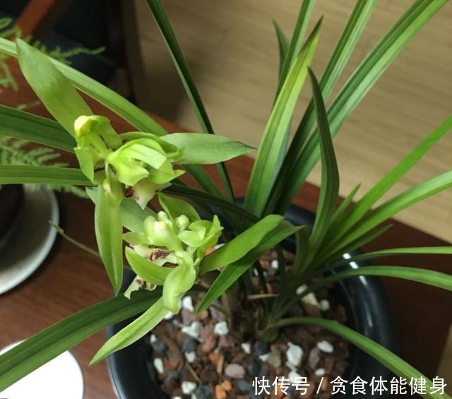 曾经的天价兰花,现在很便宜,花香浓郁,养护简单,很值得栽培!