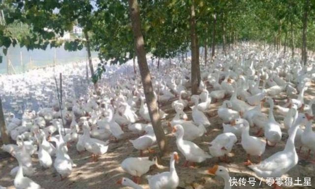 农产品 易游娱乐城- YY易游体育官方网站- 易游体育APP生猪：止盈后暂时观望