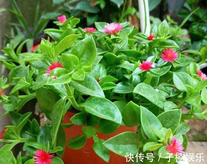 菊花|喜欢养菊花,不如养一盆牡丹吊兰,可作为蔬菜食用,味道清爽可口