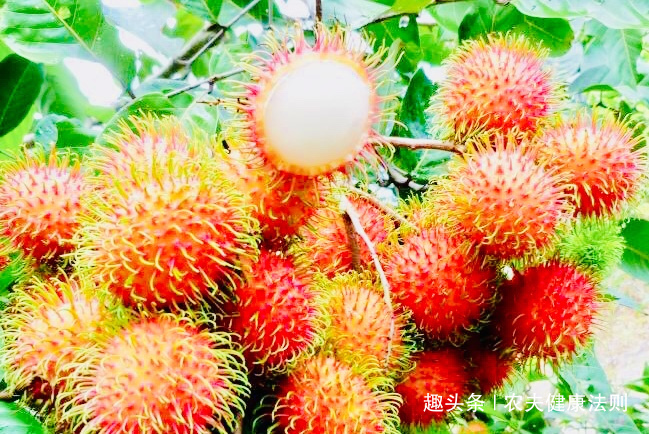 痛经|十个女性九个气色差，每天多食此“调经果”，痛经好了，清理毒素