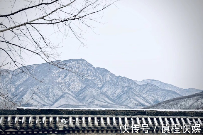 忍冬|它忍住寒冬,迎来至善至美的大境界,一个“忍”字教我磨难人生!