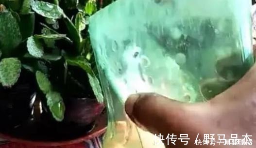 蟹爪兰喷点这个水,叶片杠杠厚,呼呼冒新芽,10年不烂根