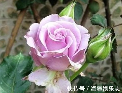月季|三种观赏价值非常高的月季,不是我国培育的,但是适合种在庭院中