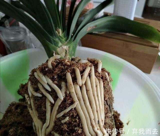 春天|春天给花换盆,“6个坑”不能踩,别心存侥幸,否则换一盆死一盆