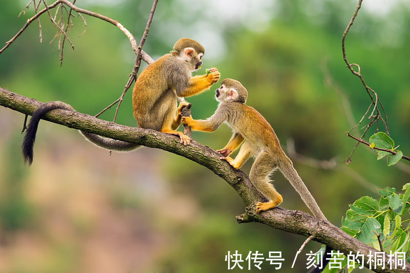 生肖属猴|生肖属猴人，9月得贵人相助，吉星高照，横财遍地