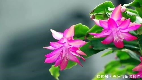 张大妈入秋养蟹爪兰,用“这招”,不但长得快,而且开花多