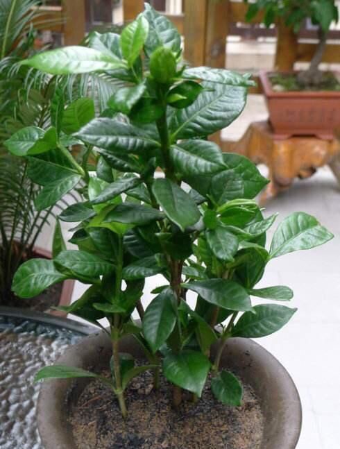 栀子花|养“栀子花”,注意1个小细节,不黄叶、不掉苞,油绿茂盛开花多