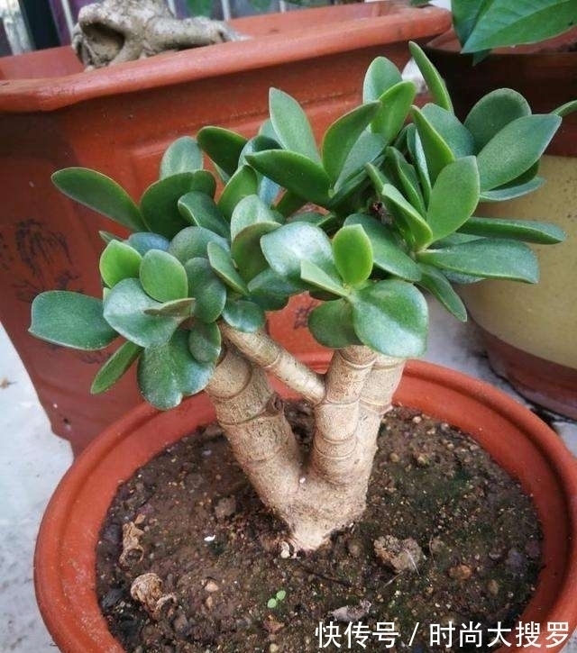 养长寿花,用这法,1年就能成老桩,开满五色花,独特又吉祥