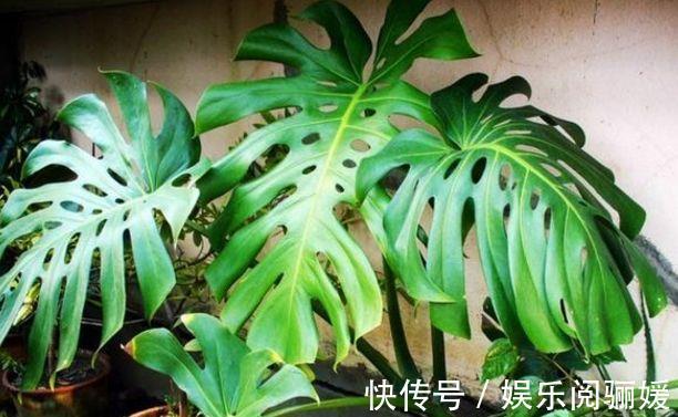 观赏价值|花色繁多易爆盆,四季花开不断,满屋飘香,好养易活胜菊花