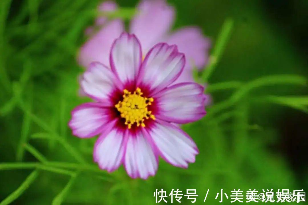 长春花|7种花最干净，门口、窗台放一盆，蚊虫不敢靠近！