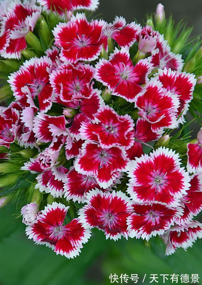 牡丹花|4种“富贵花”,南方养不好,北方能养几十年,爆成花树