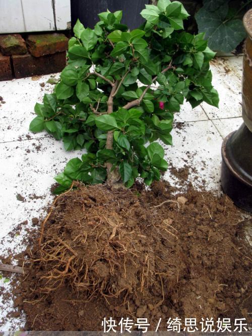 养花|养花换盆换一盆死一棵教你一招,换盆依然长势旺盛猛开花!