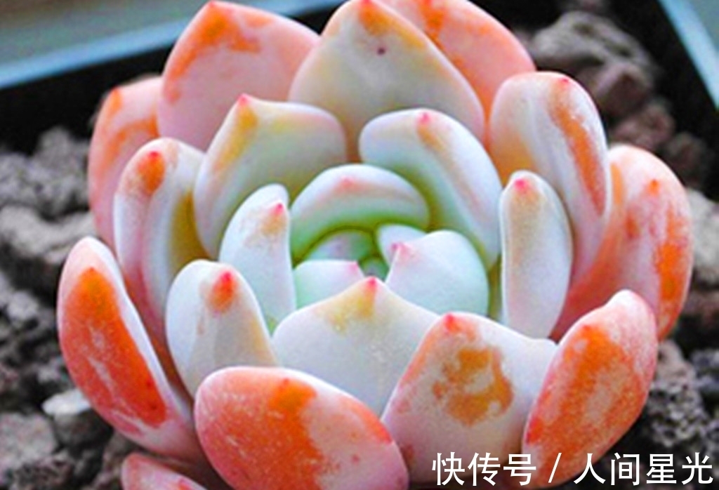 夏梦|这些多肉出状态后,如梦一样美丽,度夏都不算太难