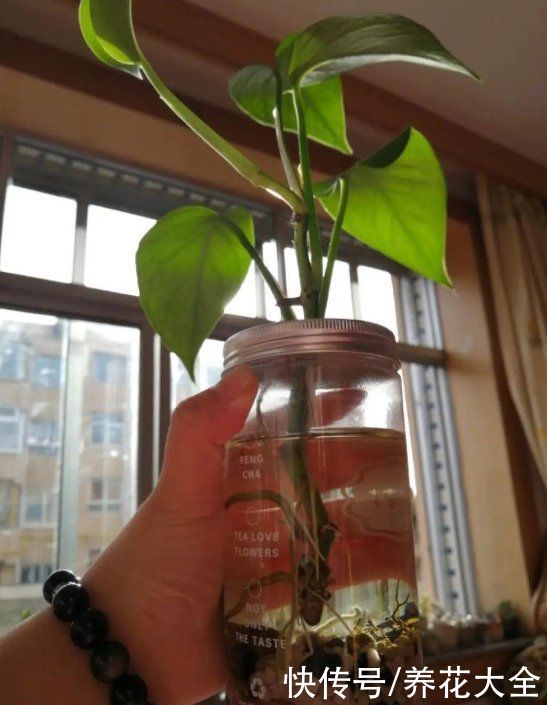 药片养花只知道阿司匹林？这些药养花效果也很好，过期别再扔了