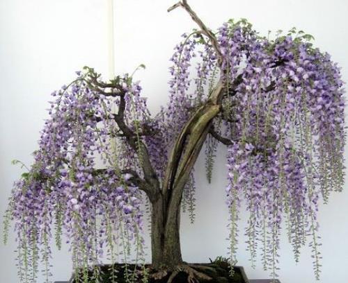 湿润|秋天了，快来入手5种盆栽植物，养在家里吉祥又漂亮