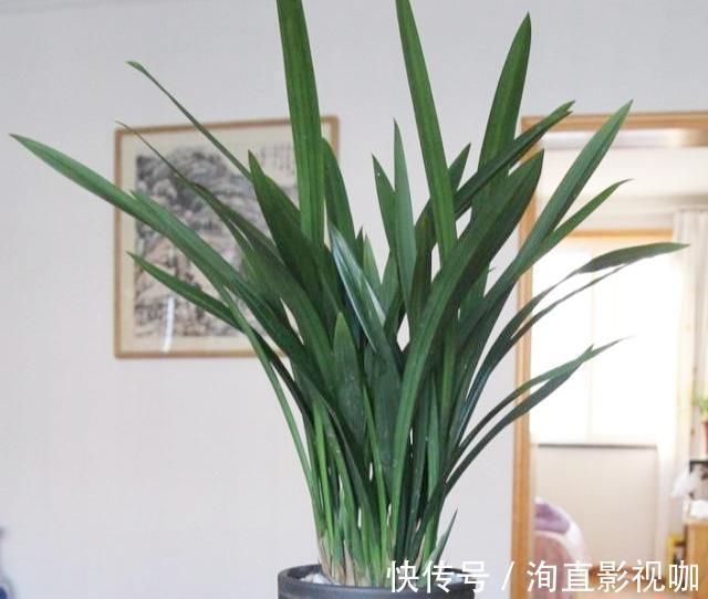 罪魁祸首|墨兰不开花找出“罪魁祸首”，3招就解决，年年乱窜花箭