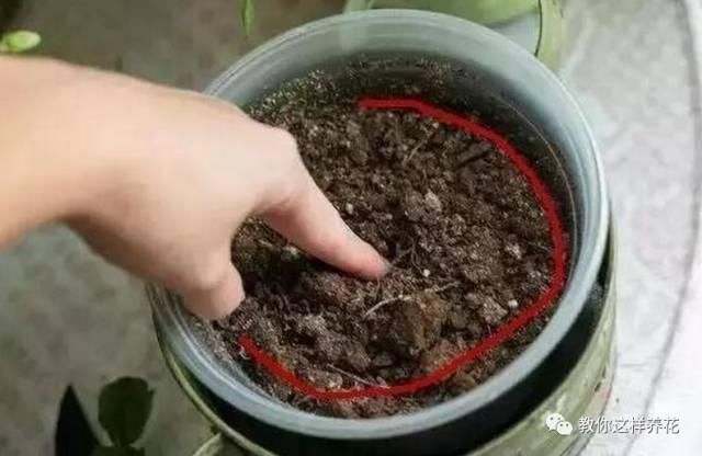 根系生长|6种花爱“喝酒吃醋”,半月来1勺,叶片浓绿滴油,狂开花!