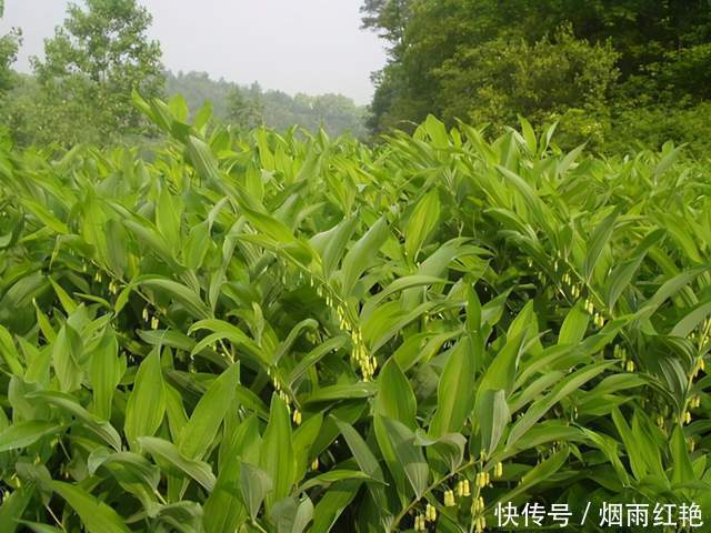 长得像螺丝钉,功效可比肩人参,冬季正当食,煲汤效果好