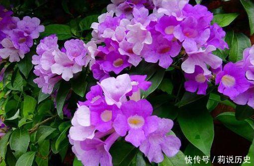 4种花美的出奇，花好看名好听，满树花朵漂亮极了