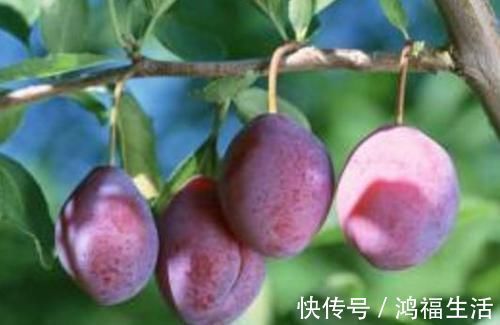 西梅西梅|食物养生很重要,三种食物坚持吃,营养丰富,补血安神,保护视力