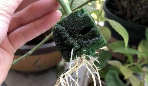 养花小妙招：一块小小的海绵，就能获得这么多便利