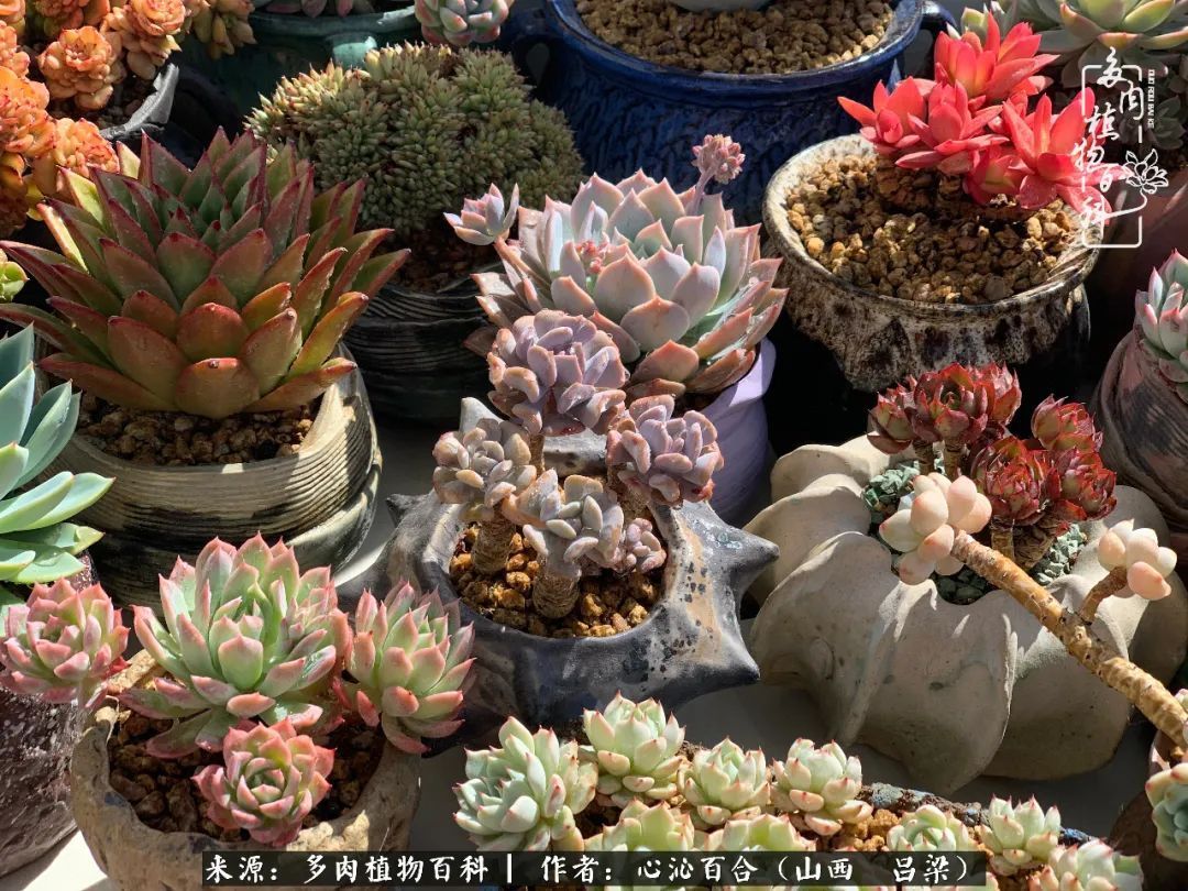夏季的多肉，绿色才是主色调！努力呵护，期待绽放的那一刻！