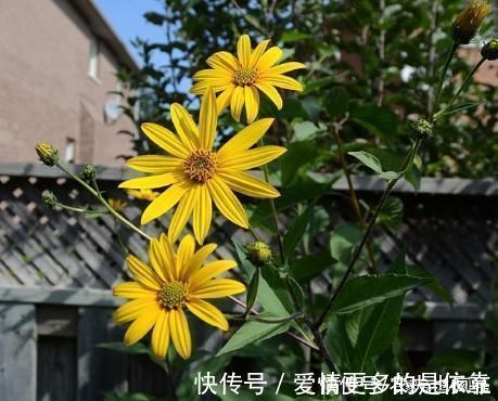 姜不辣|本是入侵物种,却成了“救荒粮”,种1次管10年,现在被嫌弃