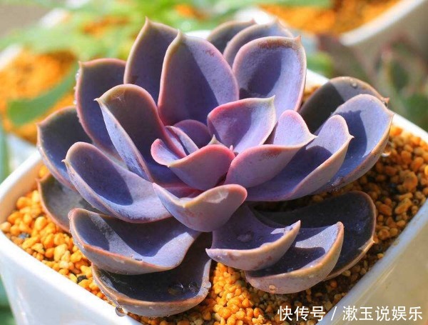 造型|喜欢养护菊花,不如养护一盆多肉紫珍珠,造型独特颜色靓丽