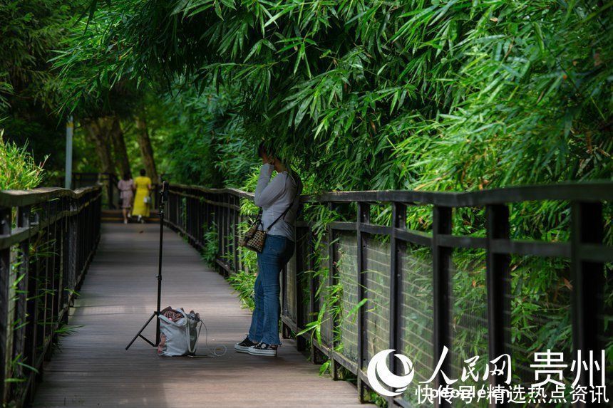 阿哈湖国家湿地公园|贵阳阿哈湖国家湿地公园：夏日避暑胜地 为城市增添一抹清新为城市增添一抹清新