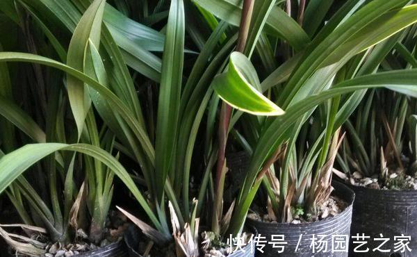 松树皮|养花,老化的树皮,堪称养花神器,制作方法简单,格外实用