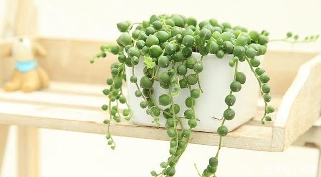 多肉植物|这种多肉千万不能晒,晒一下分分钟死给你看,最后只剩盆