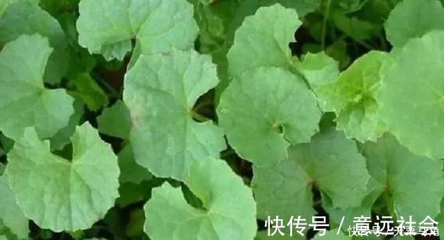 植株|农村这种野草有剧毒,老农民却称它为“解毒王”,见到别随意采摘