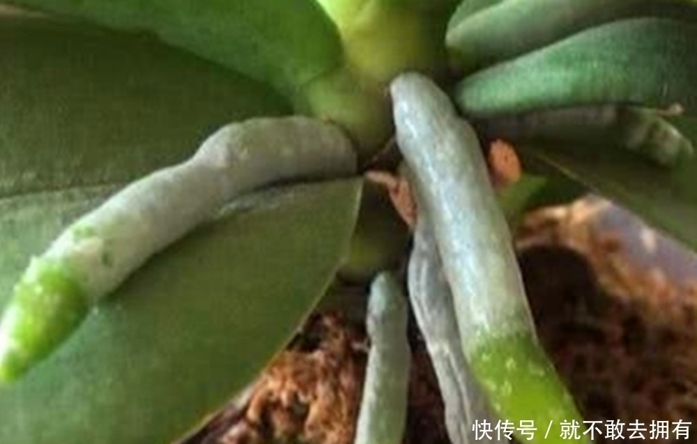 最不嫌贫爱富的花之一,尽量别用大盆养,简陋小盆更有利于开花