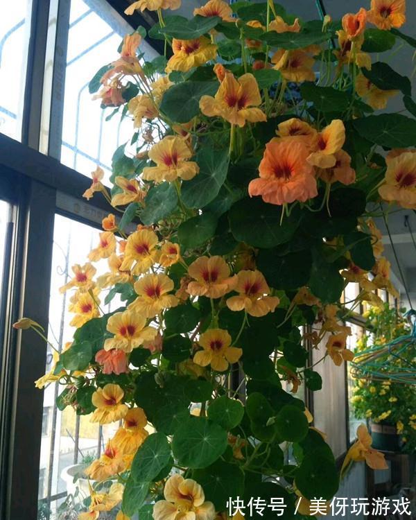 8种耐寒的花,漂亮又好养,低温也开花,又美又仙开花200天