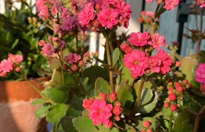 黄豆|三种低成本,不费事,不费时的花肥,轻松养好花